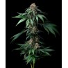 MENDO BREATH · Barneys Farm · semi di canapa · Fem