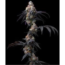RAINBOW SHERBET · Barneys Farm · kenevir tohum · Disi · Fem