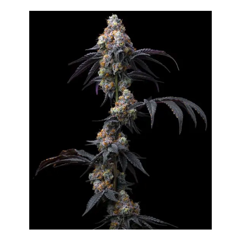 RAINBOW SHERBET · Barneys Farm · sementes de maconha · Fem