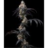 RAINBOW SHERBET · Barneys Farm · sementes de maconha · Fem