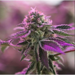Ayahuasca Purple | Barneys Farm | Kaufen Cannabis Samen