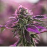 RS11 X BANANA OG · Barneys Farm · cannabis seeds · Fem
