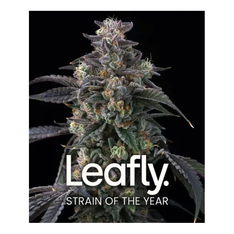 SUPER BOOF · Barneys Farm · sementes de maconha · Fem