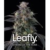 Ayahuasca Purple | Barneys Farm | Kaufen Cannabis Samen