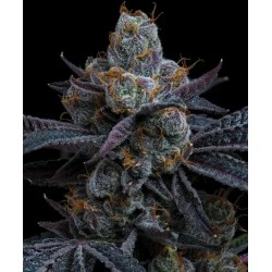 WHITE RUNTZ · Barneys Farm · semi di canapa · Fem