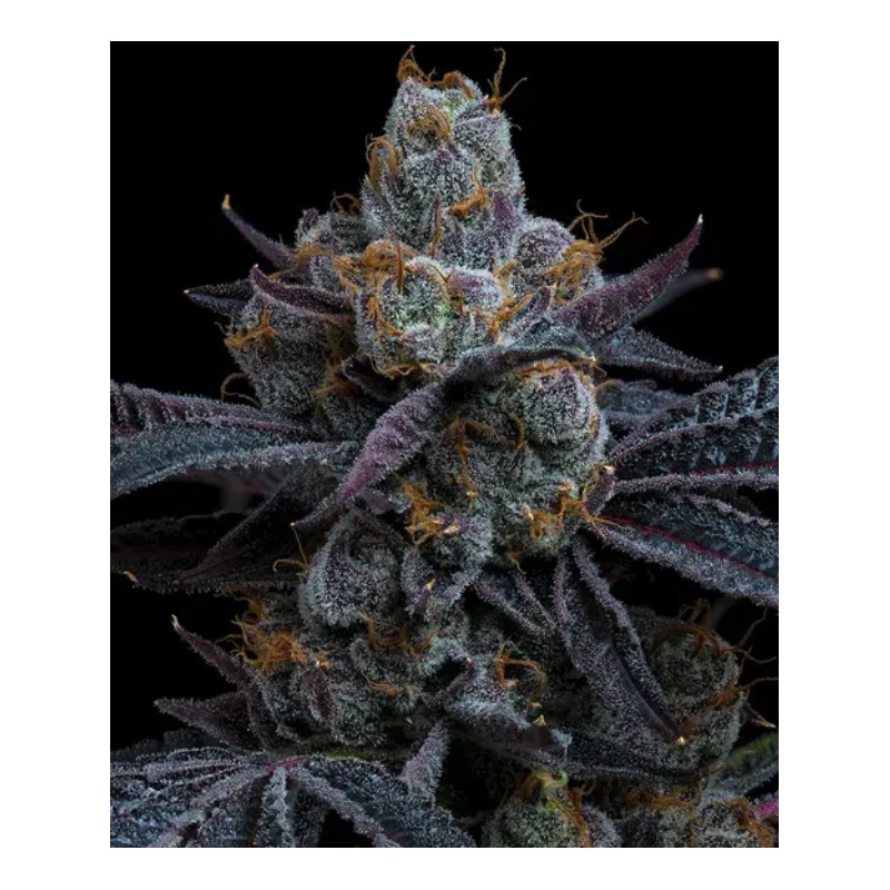 WHITE RUNTZ · Barneys Farm · cannabis seeds · Fem