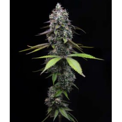 ZOAP · Barneys Farm · semi di canapa · Fem