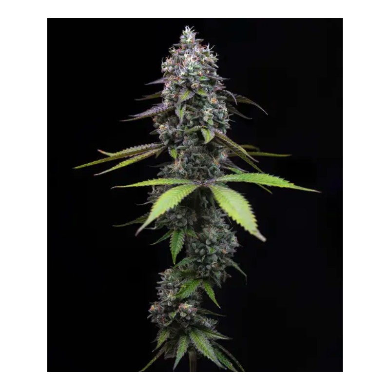ZOAP · Barneys Farm · sementes de maconha · Fem