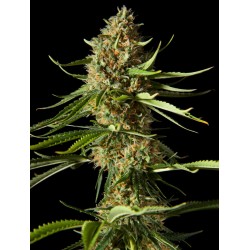 AMNESIKA 2.0 · Philosopher Seeds · semi di canapa · Fem