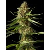 AMNESIKA 2.0 · Philosopher Seeds · kenevir tohum · Disi  · Fem
