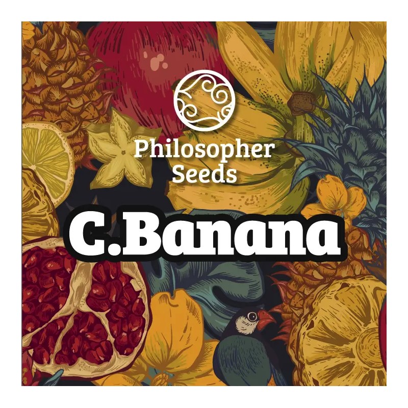 C BANANA · Philosopher Seeds · semi di canapa · Fem