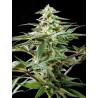 CBD RICH CANDY · Philosopher Seeds · semi di canapa · Fem