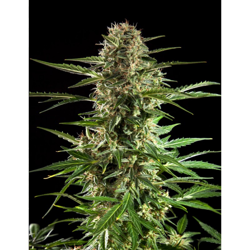 CHEESY AUTO CBD · Philosopher Seeds · cannabis seeds · AutoFem