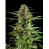 CHEESY AUTO CBD · Philosopher Seeds · cannabis seeds · AutoFem