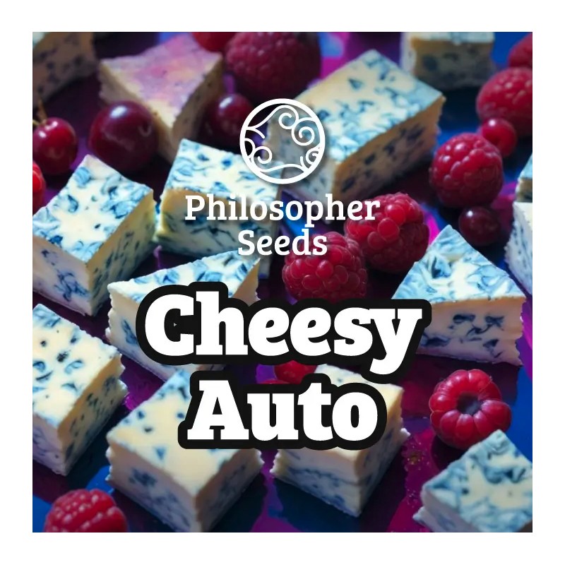 CHEESY AUTO · Philosopher Seeds · semi di canapa indiana · Auto Fem