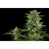 CHEESY AUTO · Philosopher Seeds · semi di canapa indiana · Auto Fem