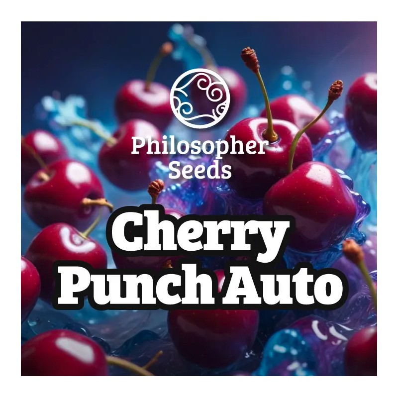 CHERRY PUNCH AUTO · Philosopher Seeds · cannabis seeds · AutoFem