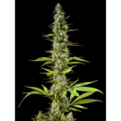 EARLY MAROC · Philosopher Seeds · sementes de maconha · Fem