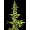 EARLY MAROC · Philosopher Seeds · cannabis seeds · Fem