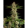 FRAGGLE SKUNK AUTO · Philosopher Seeds · cannabis seeds · AutoFem