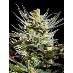 FRUITY JACK · Philosopher Seeds · semi di canapa · Fem