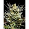 FRUITY JACK · Philosopher Seeds · cannabis seeds · Fem