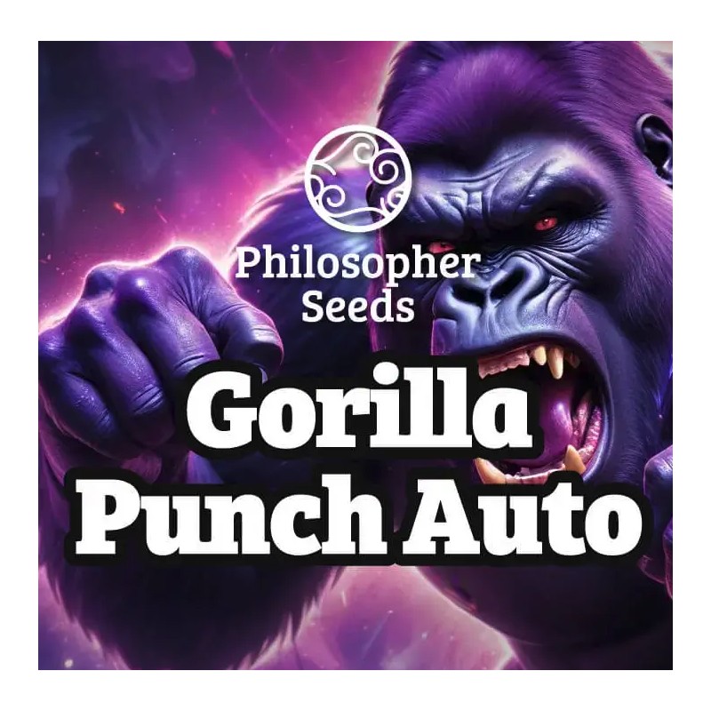 GORILLA PUNCH AUTO · Philosopher Seeds · cannabis seeds · AutoFem