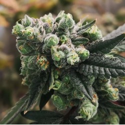 GORILLA PUNCH AUTO · Philosopher Seeds · cannabis seeds · AutoFem
