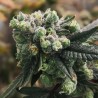 GORILLA PUNCH AUTO · Philosopher Seeds · cannabis seeds · AutoFem