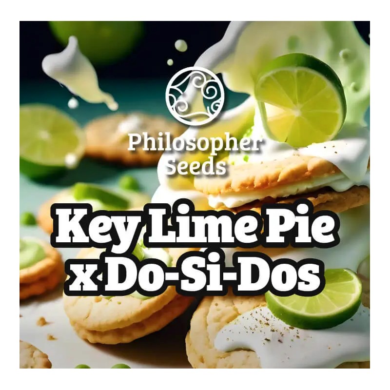 KEY LIME PIE X DOS-SI-DOS · Philosopher Seeds · semi di canapa · Fem