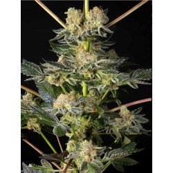 KEY LIME PIE X DOS-SI-DOS · Philosopher Seeds · cannabis seeds · Fem