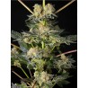 KEY LIME PIE X DOS-SI-DOS · Philosopher Seeds · semi di canapa · Fem