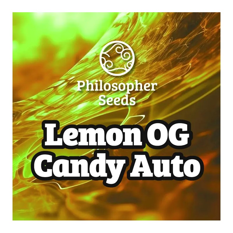 LEMON OG CANDY AUTO · Philosopher Seeds · semi di canapa indiana · AutoFem