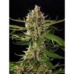 LEMON OG CANDY · Philosopher Seeds · cannabis seeds · Fem