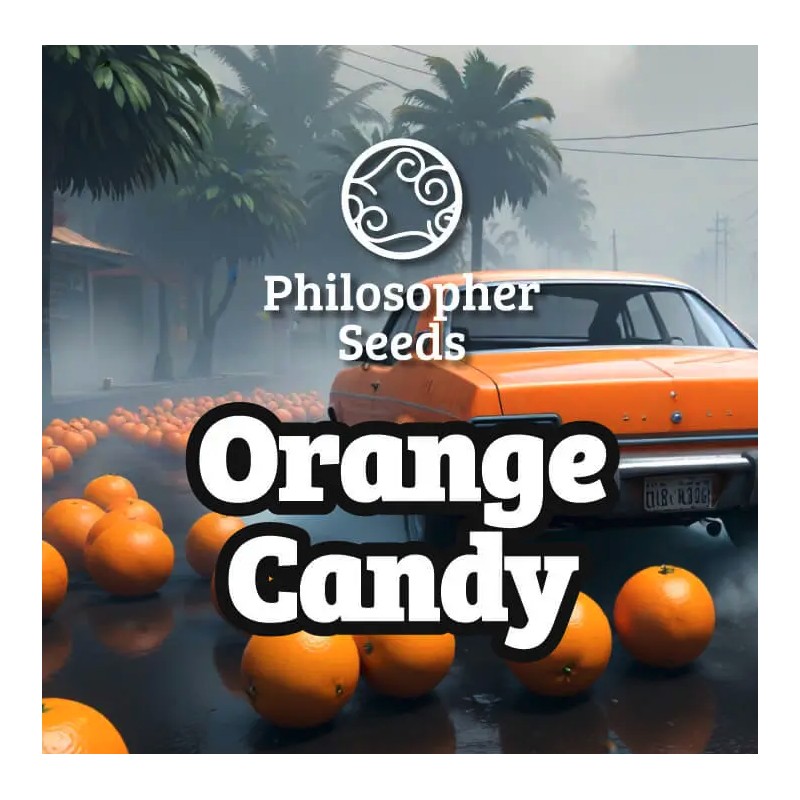 ORANGE CANDY · Philosopher Seeds · semi di canapa . Fem