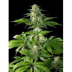 PURE CBD PUNCH · Philosopher Seeds · sementes de maconha · Fem