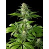 PURE CBD PUNCH · Philosopher Seeds · sementes de maconha · Fem