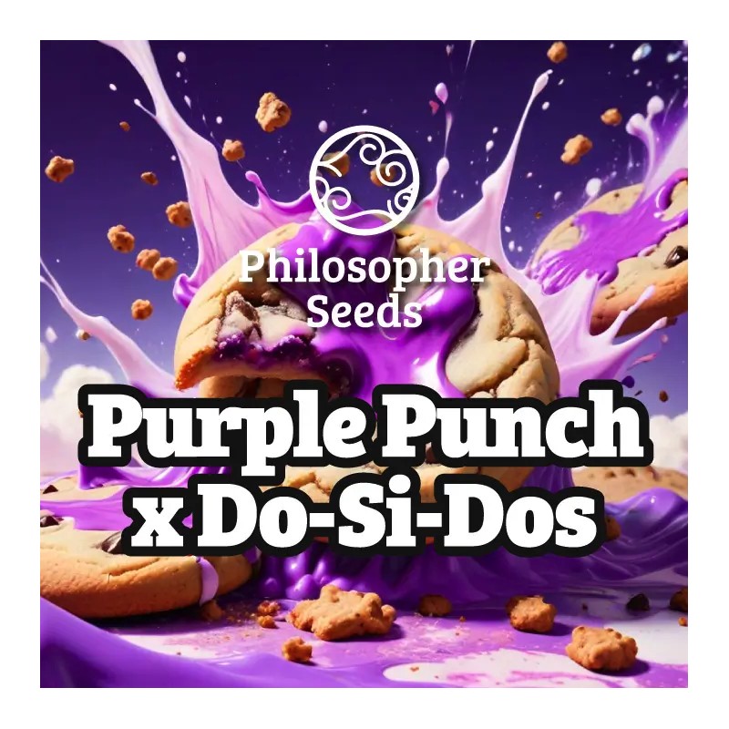 PURPLE PUNCH X DO-SI-DOS · Philosopher Seeds · semi di canapa · Fem