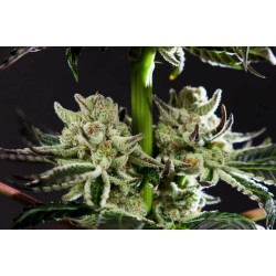 PURPLE PUNCH X DO-SI-DOS · Philosopher Seeds · cannabis seeds · Fem