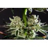 PURPLE PUNCH X DO-SI-DOS · Philosopher Seeds · cannabis seeds · Fem