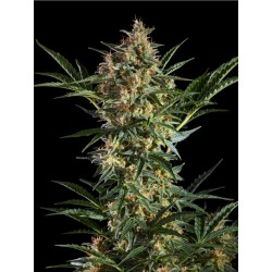 SLEEPY YODA AUTO · Philosopher Seeds · semi di canapa indiana · Auto Fem