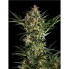 SLEEPY YODA AUTO · Philosopher Seeds · cannabis seeds · AutoFem