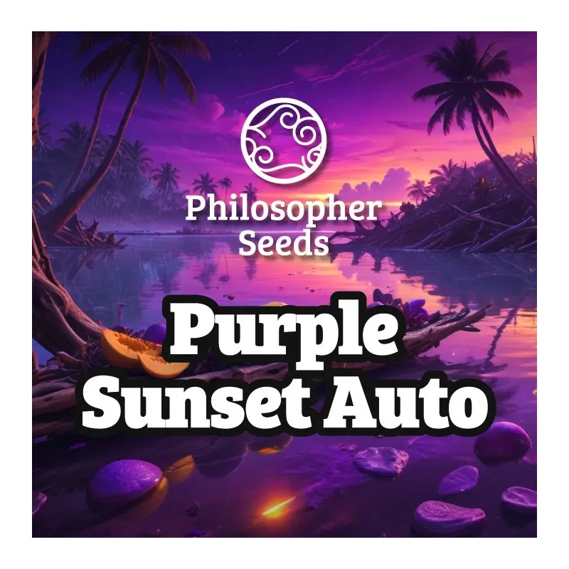 PURPLE SUNSET AUTO · Philosopher Seeds · cannabis seeds · AutoFem