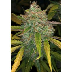 PURPLE SUNSET AUTO · Philosopher Seeds · semi di canapa indiana · AutoFem