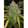 PURPLE SUNSET AUTO · Philosopher Seeds · semi di canapa indiana · AutoFem