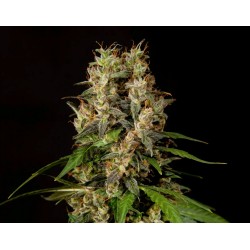 SWEETLOVE · Philosopher Seeds · semi di canapa · Fem