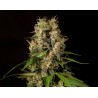 SWEETLOVE · Philosopher Seeds · semi di canapa · Fem