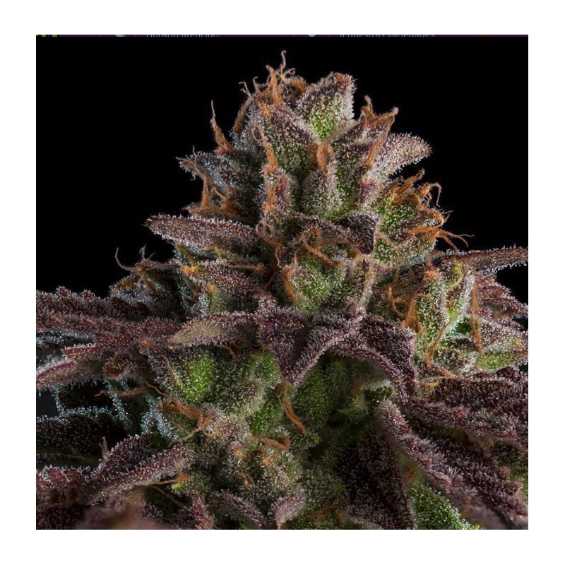 AUTO K-MINTZ · Ripper Seeds · semi di canapa · AutoFem