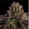 AUTO K-MINTZ · Ripper Seeds · semi di canapa · AutoFem