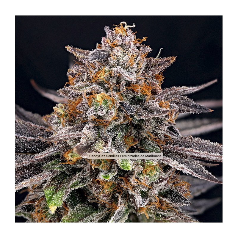 CANDYGAZ · Ripper Seeds · cannabis seeds · Fem